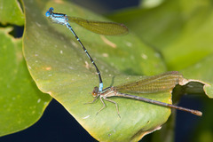 Argia rhoadsi
