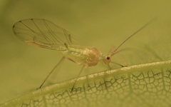 Drepanosiphinae