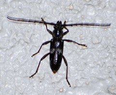 Elaphidion mimeticum