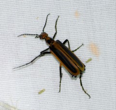Pyrota tenuicostatis