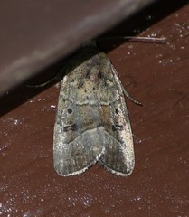 Elaphria fuscimacula