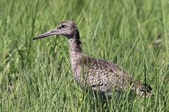 Tringa semipalmata semipalmata
