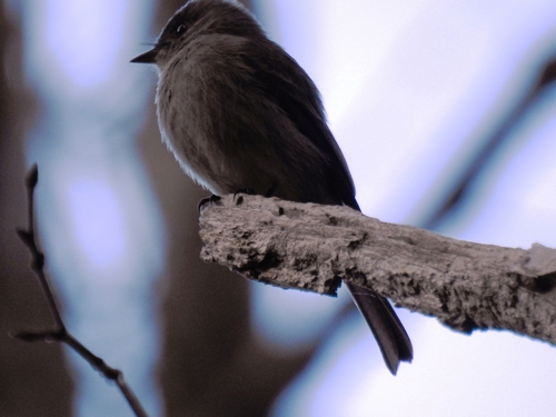 Contopus cinereus