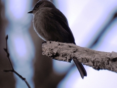 Contopus cinereus