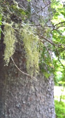 Ramalina thrausta