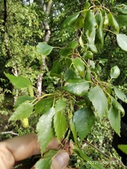 Betula pendula pendula