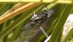 Hadoa chiricahua