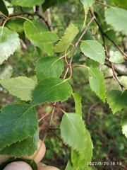 Betula pendula pendula