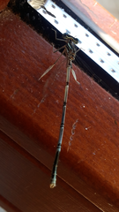 Platycnemis pennipes