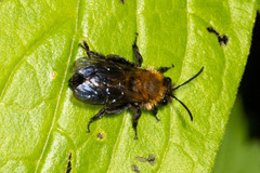 Andrena milwaukeensis