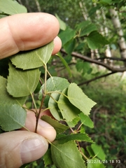 Betula pendula pendula