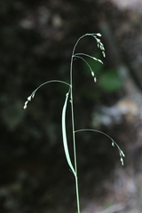 Poa saltuensis