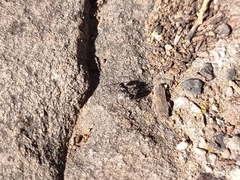 Camponotus mina