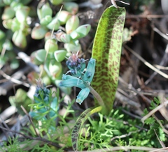 Lachenalia viridiflora