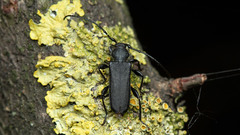 Ropalopus macropus