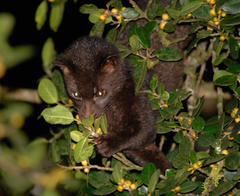 Jerdon's Palm Civet photo 3