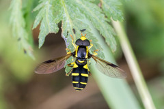 Xanthogramma pedissequum