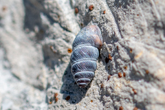 Chondrina kobelti