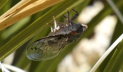 Hadoa chiricahua