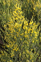Genista jimenezii