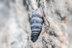 Chondrina kobelti