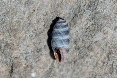 Chondrina kobelti