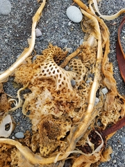 Thalassiophyllum clathrus