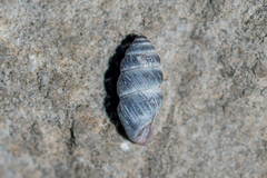 Chondrina kobelti