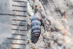 Chondrina kobelti