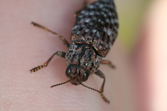 Dicerca tenebrosa tenebrosa