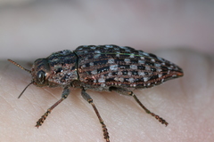 Dicerca tenebrosa tenebrosa