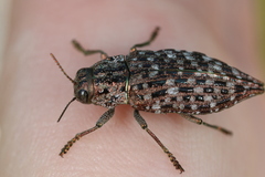 Dicerca tenebrosa tenebrosa