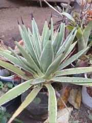 Agave