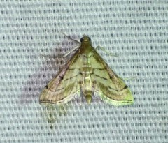 Marasmia cochrusalis