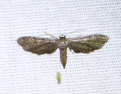 Protoproutia laredoata