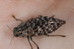 Dicerca tenebrosa tenebrosa