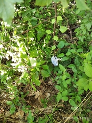 Betula pendula pendula