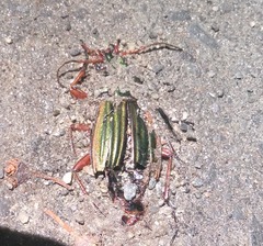 Carabus auratus