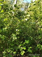Betula pendula pendula
