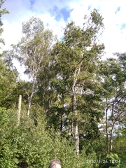 Betula pendula pendula