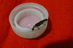 Pyractomena dispersa