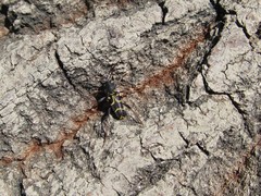 Xylotrechus antilope