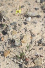 Diplotaxis ilorcitana