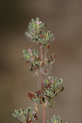 Frankenia pulverulenta