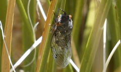 Hadoa chiricahua