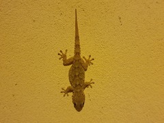 Tarentola mauritanica