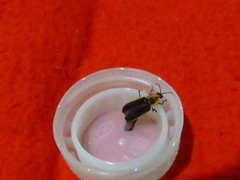 Pyractomena dispersa