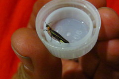 Pyractomena dispersa