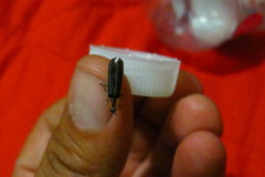 Pyractomena dispersa