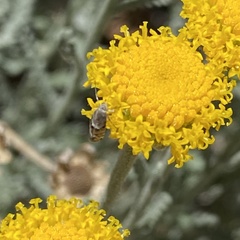 Lithariapteryx abroniaeella